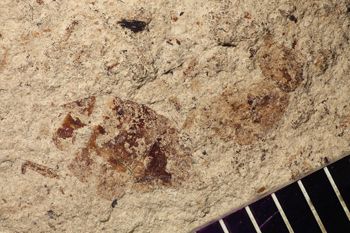 Media type: image;   Entomology PALE-14592